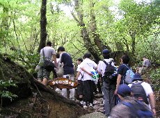 0626_2testo②屋久島白谷雲水峡.jpg